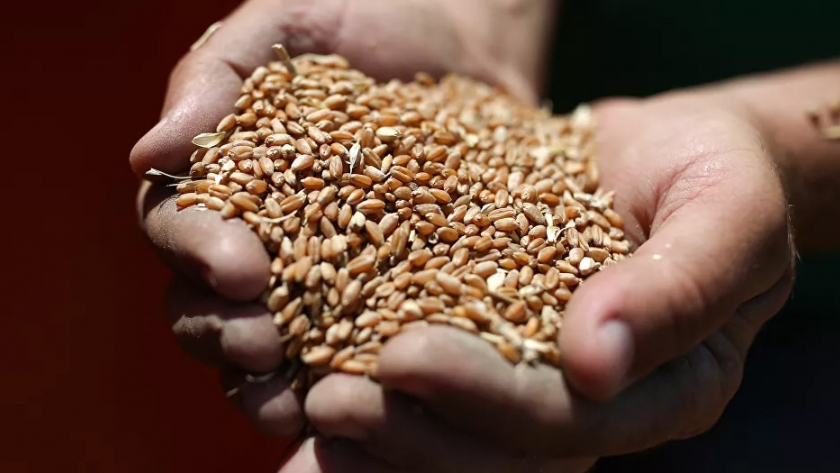 El dominio de Rusia en el mercado del trigo sigue creciendo: "un aumento asombroso"