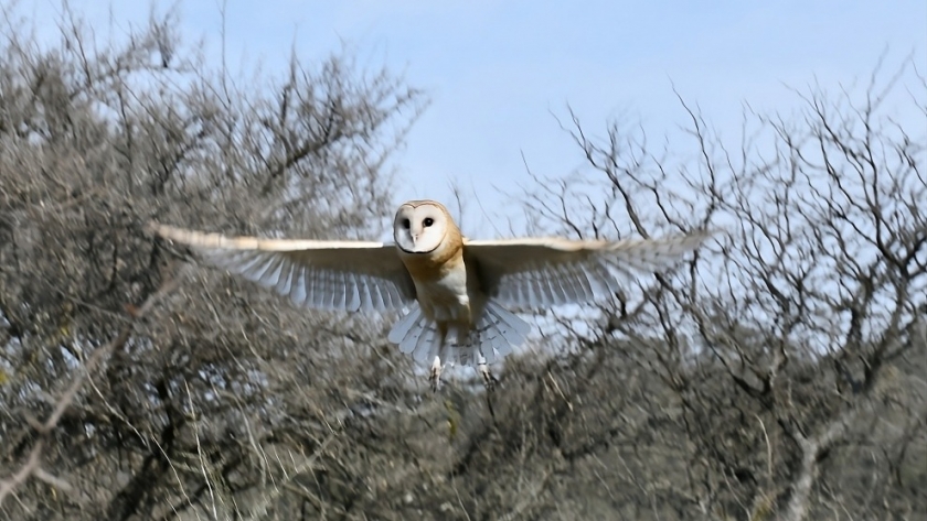 Más aves libres: 21 ejemplares silvestres regresaron a la naturaleza en La Calera