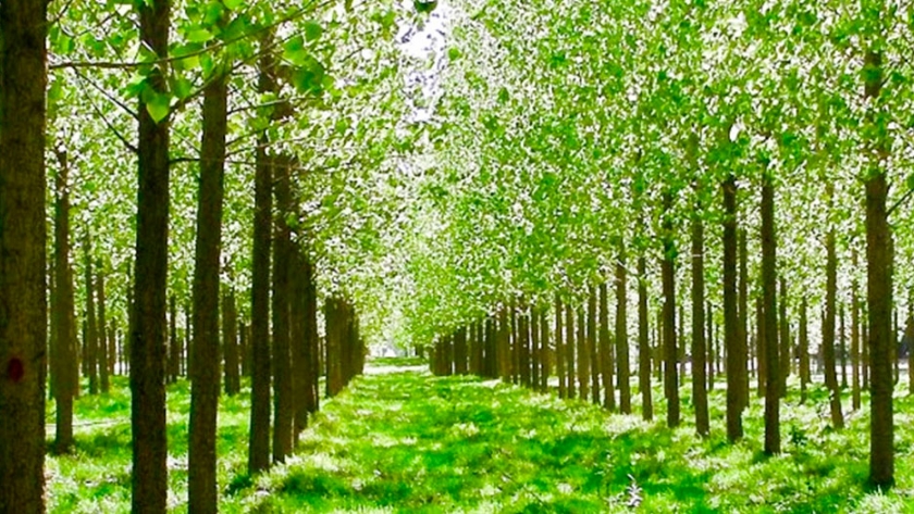 Destacan propiedades y oportunidades productivas de la madera de álamo