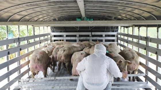 Senasa impulsa mejoras higiénico-sanitarias en el transporte de animales para fortalecer el sector porcino