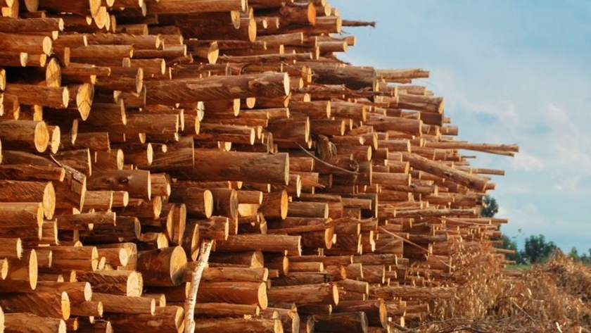 Viviendas en madera: el material estigmatizado por el que quiere apostar el gobierno