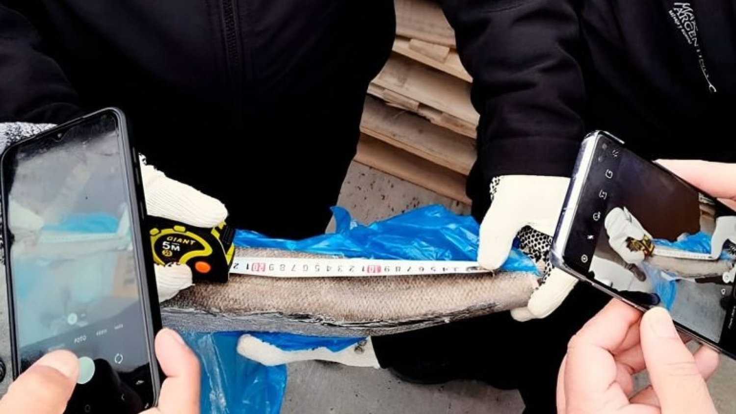 Buscan reforzar el control de la merluza negra con un nuevo método de medición en puertos