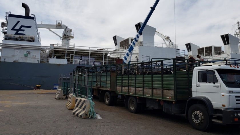 Los valores de las terneras Holando para exportación se duplicaron durante 2020
