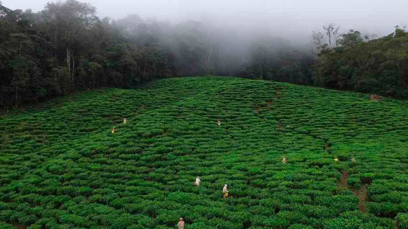 Así se cultiva y produce té protegiendo los ecosistemas en el Valle