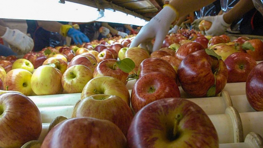 Aprueban los protocolos sanitarios para las actividades rurales del sector frutícola y de trabajadores migrantes en la fruticultura