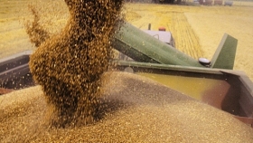 Entre Ríos: el maíz de primera abarcó el 93 % del área total sembrada