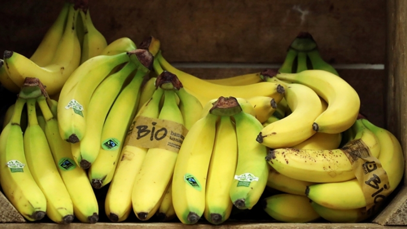 Las bananas están en peligro, pero la biotecnología ya encontró la solución