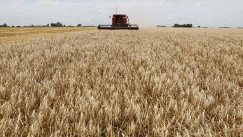 Los compradores asiáticos aumentan las compras de trigo de australia a medida que la producción se recupera