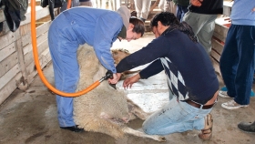 Revalorizan una antigua técnica para esquilar ovejas