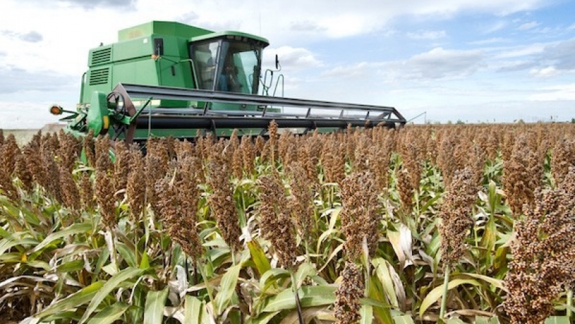 Sorgo: en Entre Ríos proyectan una producción cercana a las 416.000 tn