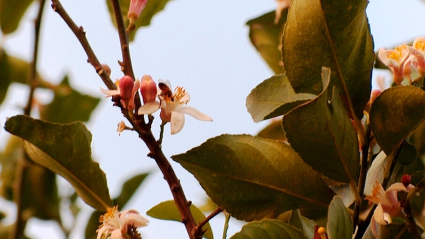 El INTA busca promover la producción de miel de azahar de limón en Tucumán