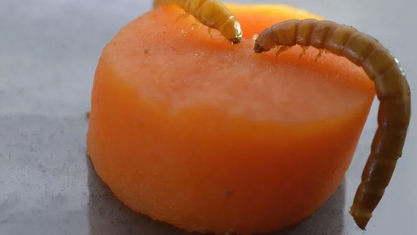 Francia: revolucionario fertilizante a base de insectos