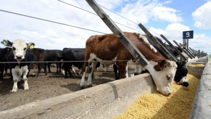 Por cada tonelada de maíz, Brasil exporta más carne que Argentina