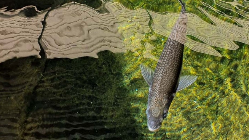La producción de pejerreyes en el Parque de la Biodiversidad alcanzó los 10 mil ejemplares