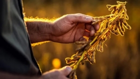 El precio de la soja se mantuvo en $250.000 la tonelada en Rosario: qué pasó con el trigo y el maíz