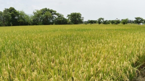 El arroz, otro cultivo que engorda de optimismo gracias a las lluvias