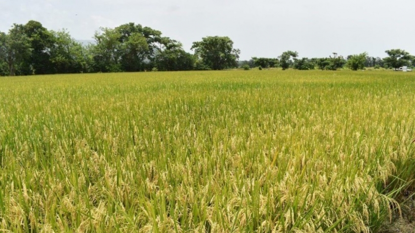 El arroz, otro cultivo que engorda de optimismo gracias a las lluvias