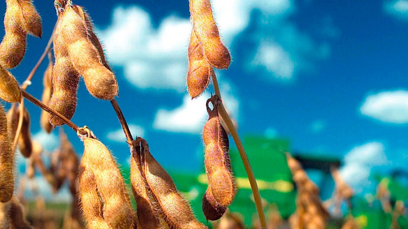 La participación de la harina de soja argentina en el comercio internacional caería a su menor nivel en 20 años