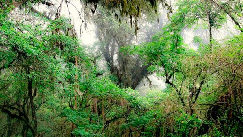 Biodiversidad en el Parque Nacional Baritú