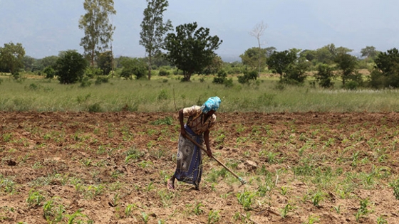 Sembrando semillas de seguridad alimentaria en África