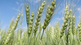 En la zona núcleo, se registró el mayor progreso de siembra de trigo de las últimas cinco campañas