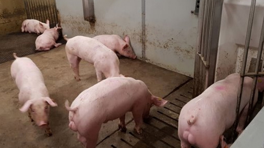 La alimentación de precisión para cerdos reduce el impacto medioambiental