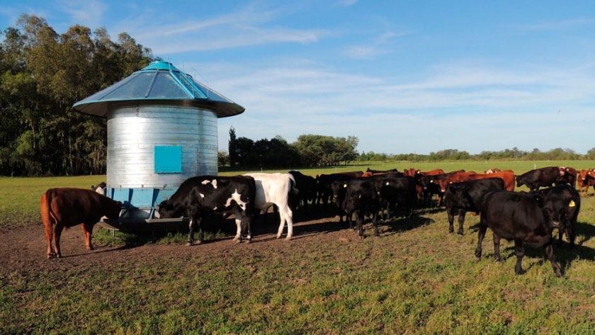 Feedlot ecológico: la sustentabilidad como valor