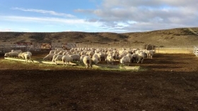 Se desarrolló una nueva experiencia de engorde de ovejas de refugo en Puerto Deseado