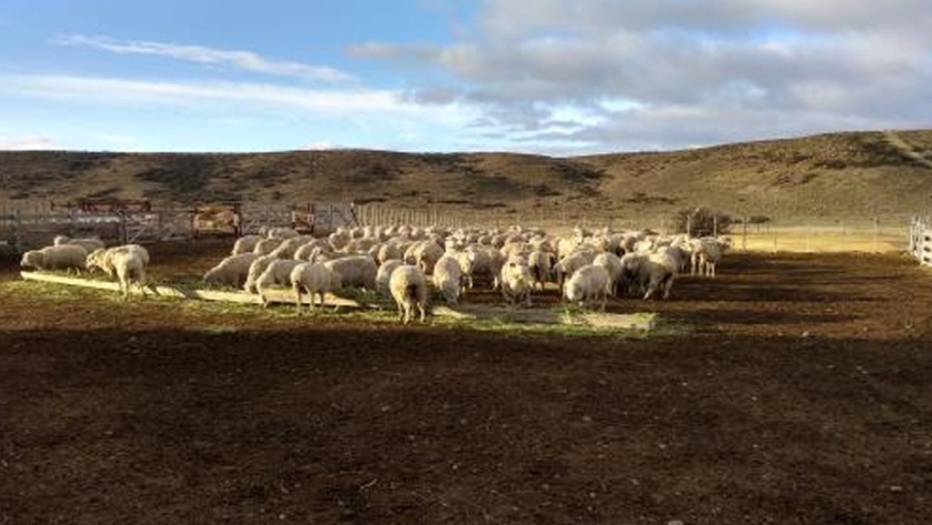 Se desarrolló una nueva experiencia de engorde de ovejas de refugo en Puerto Deseado