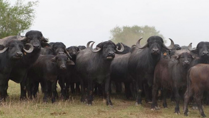 Carne de búfalo: la proteína roja del futuro