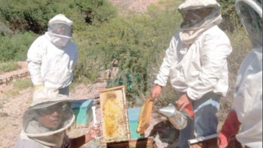 Aumenta la producción de miel en la Quebrada