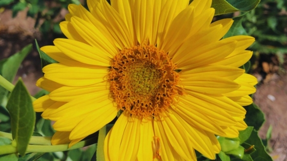 Estudian el potencial del girasol perenne como alternativa forrajera