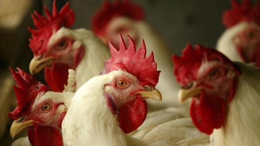 Argentina suspende importación de pollo brasileño por gripe aviar y refuerza controles sanitarios