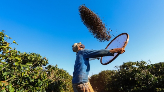 <Seaweed Biostimulants from Acadian Plant Health Boost Crop Yields and Quality in LatAm Trials