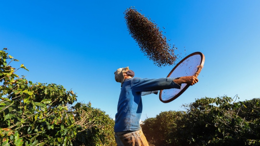 Seaweed Biostimulants from Acadian Plant Health Boost Crop Yields and Quality in LatAm Trials