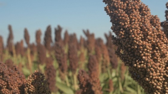 El sorgo cierra una campaña positiva con 3,1 millones de toneladas y supera las expectativas