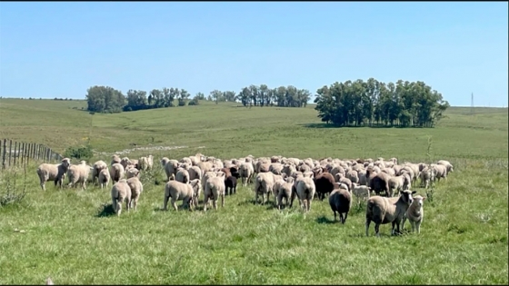 Cadena ovina: curso para la implementación de la Normativa Orgánica Argentina