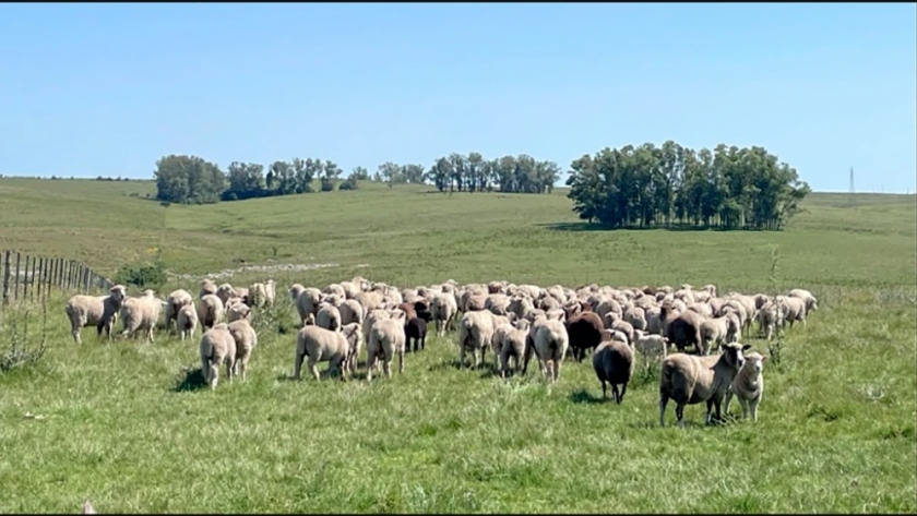 Cadena ovina: curso para la implementación de la Normativa Orgánica Argentina