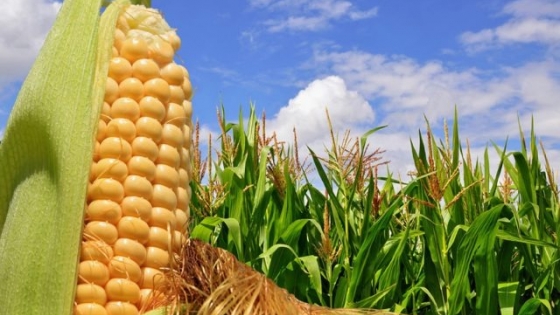 El maíz con buena humedad