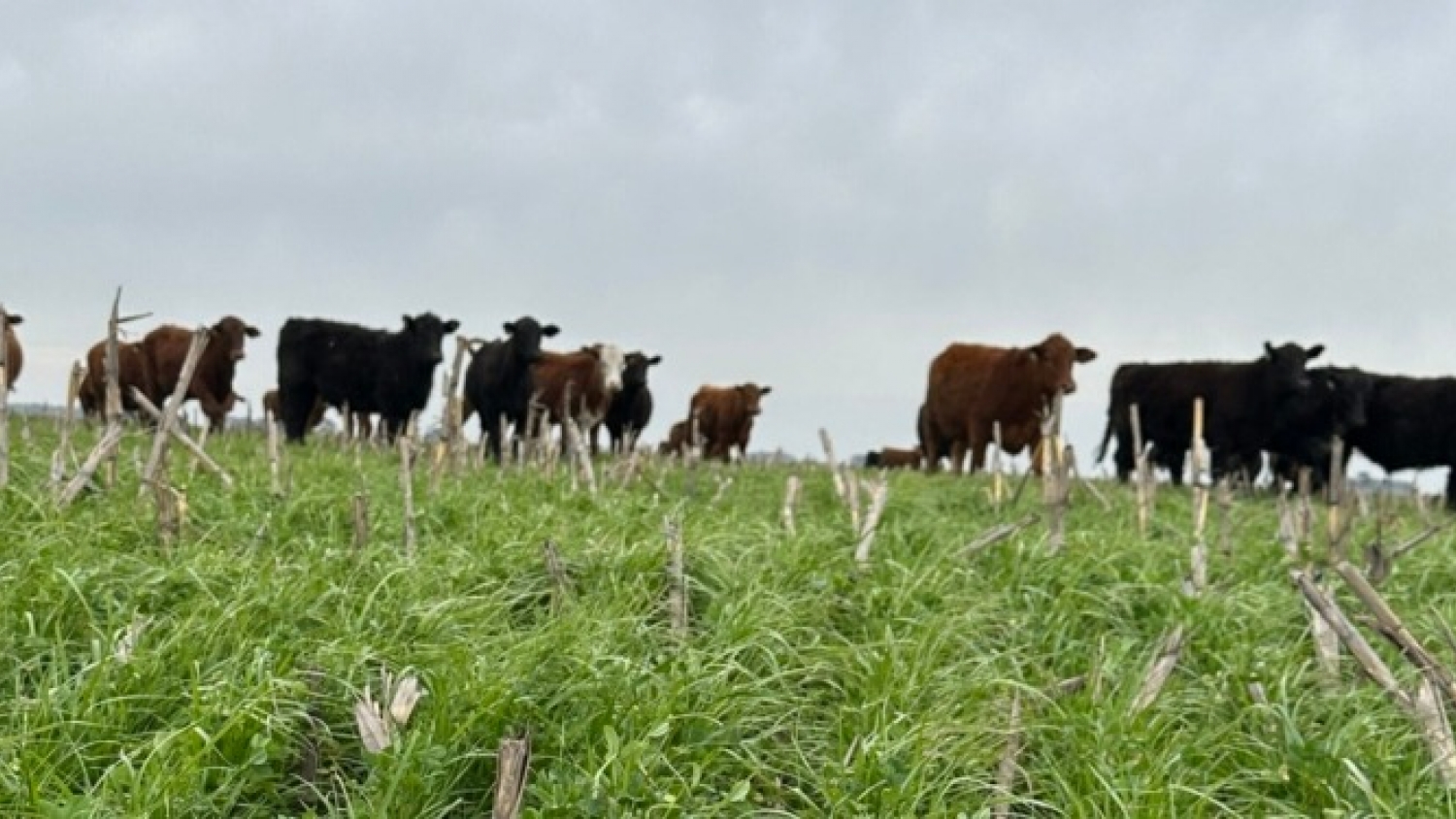 Ganadería: la estrategia para producir más kilos sin perder eficiencia y cuidar el margen en cada etapa