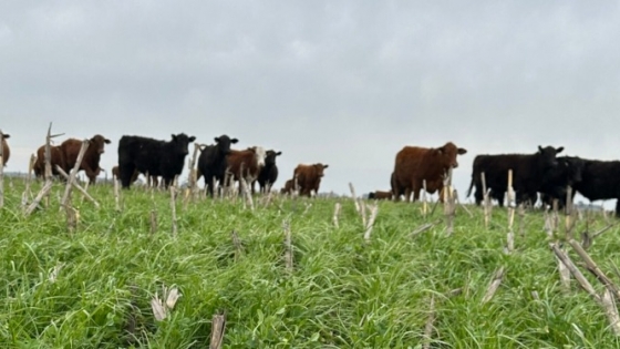 Ganadería: la estrategia para producir más kilos sin perder eficiencia y cuidar el margen en cada etapa