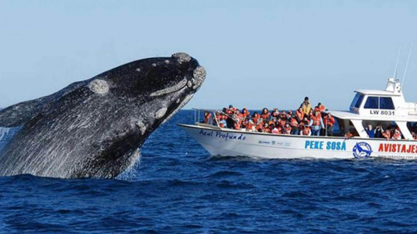Turismo avanza en el protocolo para el avistaje de ballenas