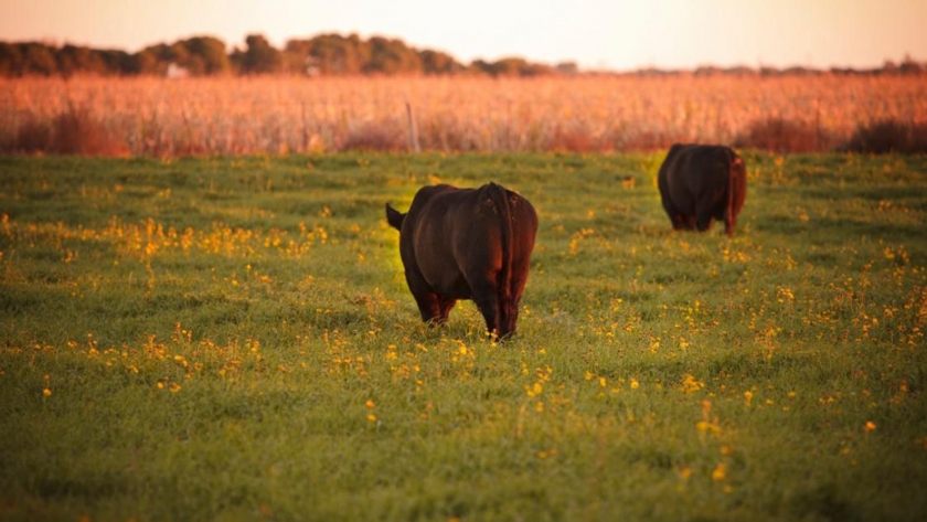 Prevención de enfermedades venéreas: se expuso el Plan Toro de La Pampa