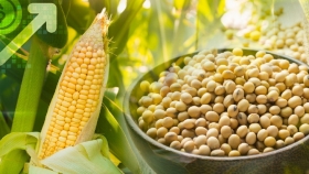 Mercado anticipa baja de retenciones: soja y maíz ya descuentan anuncio favorable del Gobierno