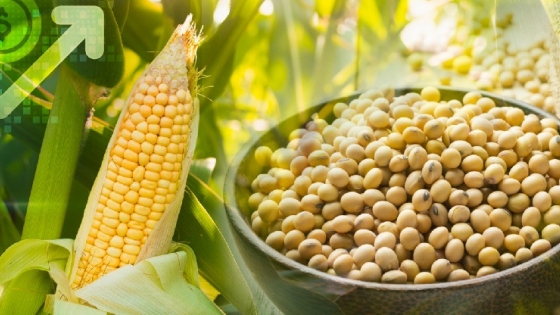 Mercado anticipa baja de retenciones: soja y maíz ya descuentan anuncio favorable del Gobierno
