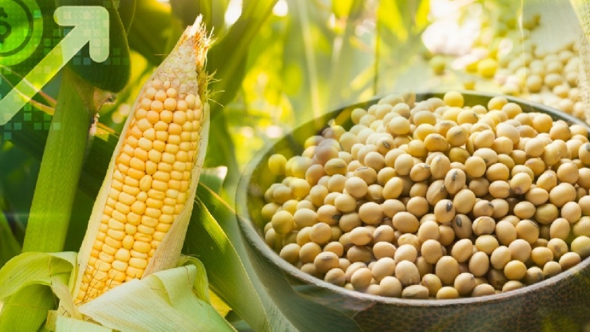 Mercado anticipa baja de retenciones: soja y maíz ya descuentan anuncio favorable del Gobierno