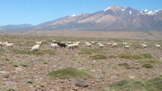 El Gobierno declaró «la emergencia agropecuaria» en Neuquén