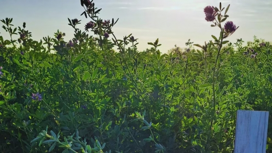 Fósforo y azufre: la clave para potenciar la producción de alfalfa en suelos pobres