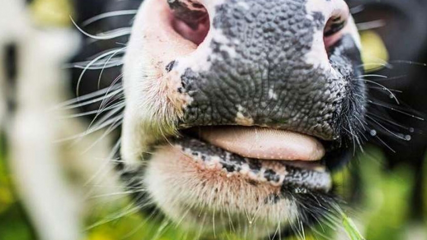 El orégano puede reducir el metano en los eructos de las vacas