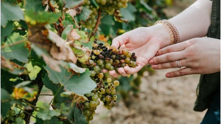 La NASA ayuda a detectar la enfermedad de la uva de vino desde los cielos de California
